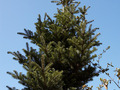 Abies arnoldiana Kornik IMG_3761 Jodła Arnolda